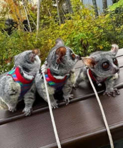 2 Monate alte Galago-Geschwister, 2 Männchen und 1 Weibchen