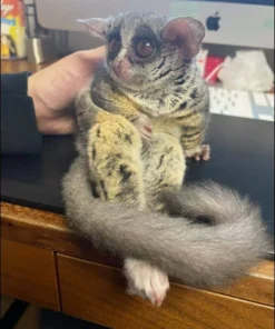 Paulie – 9 Wochen alt, weiblich