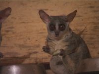 Senegal Galago